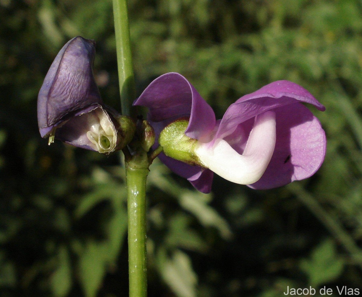 Lablab purpureus (L.) Sweet